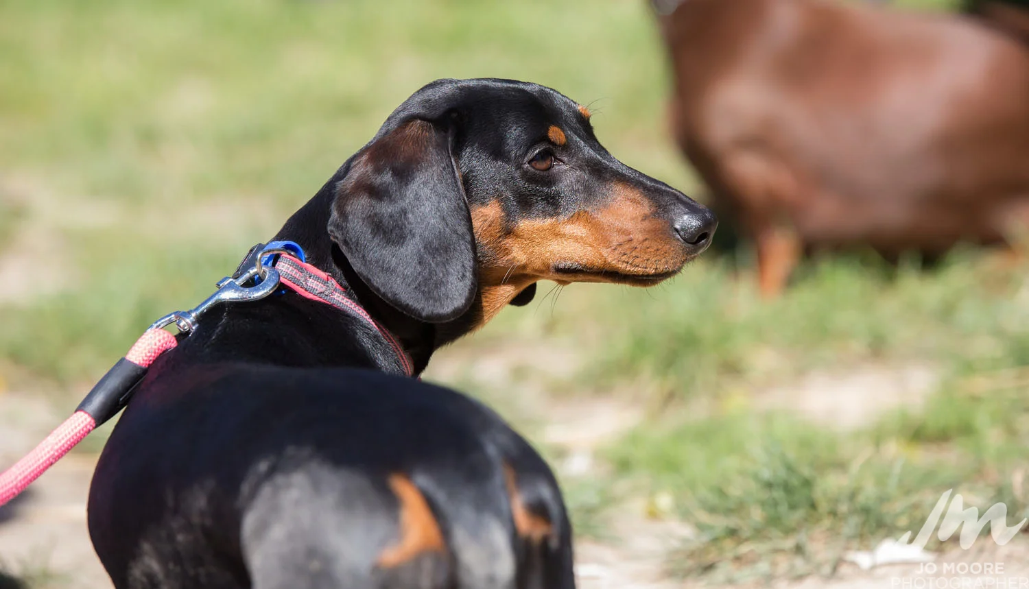 Dachshund-12.jpg
