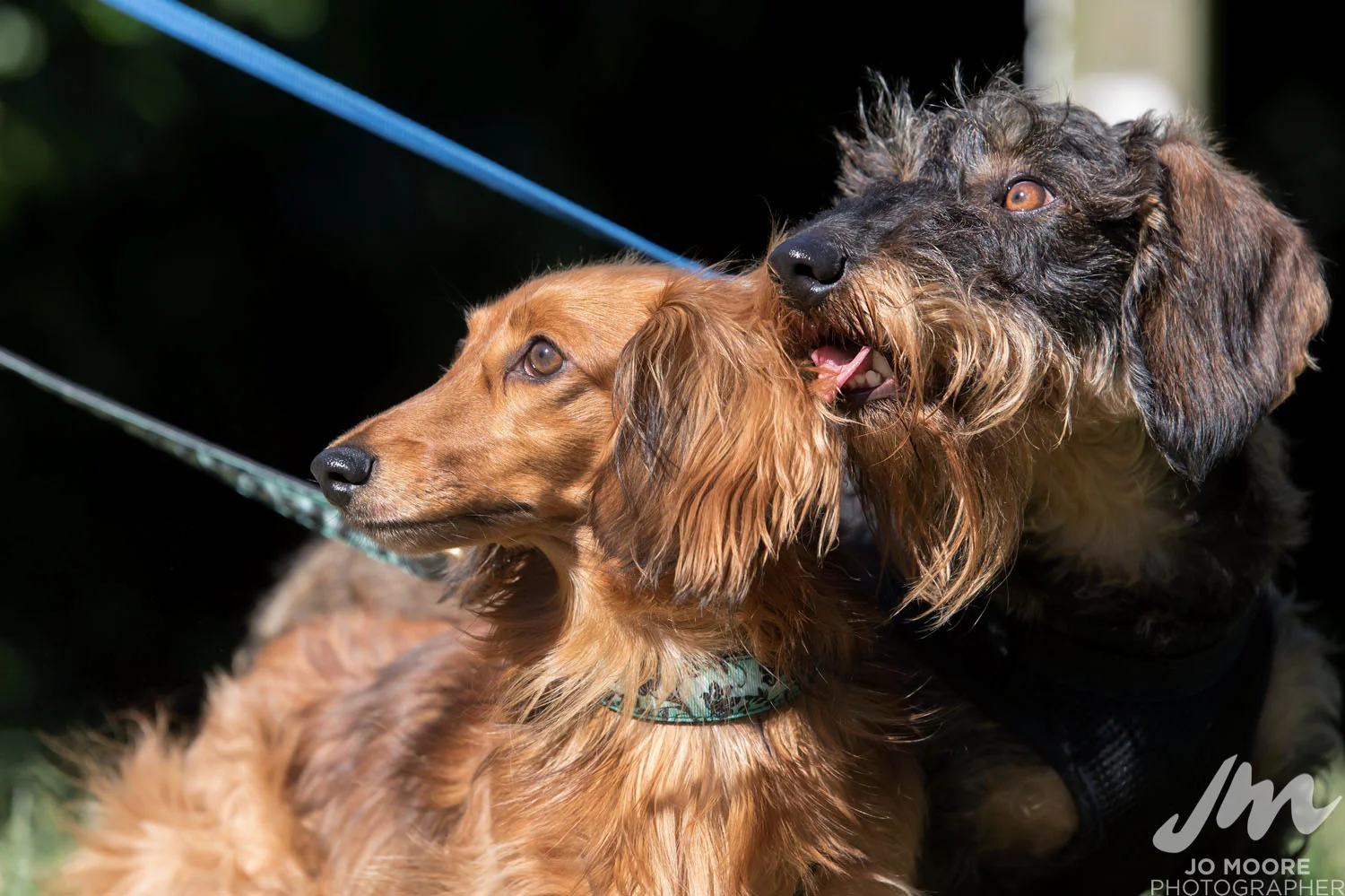 Dachshund-15.jpg