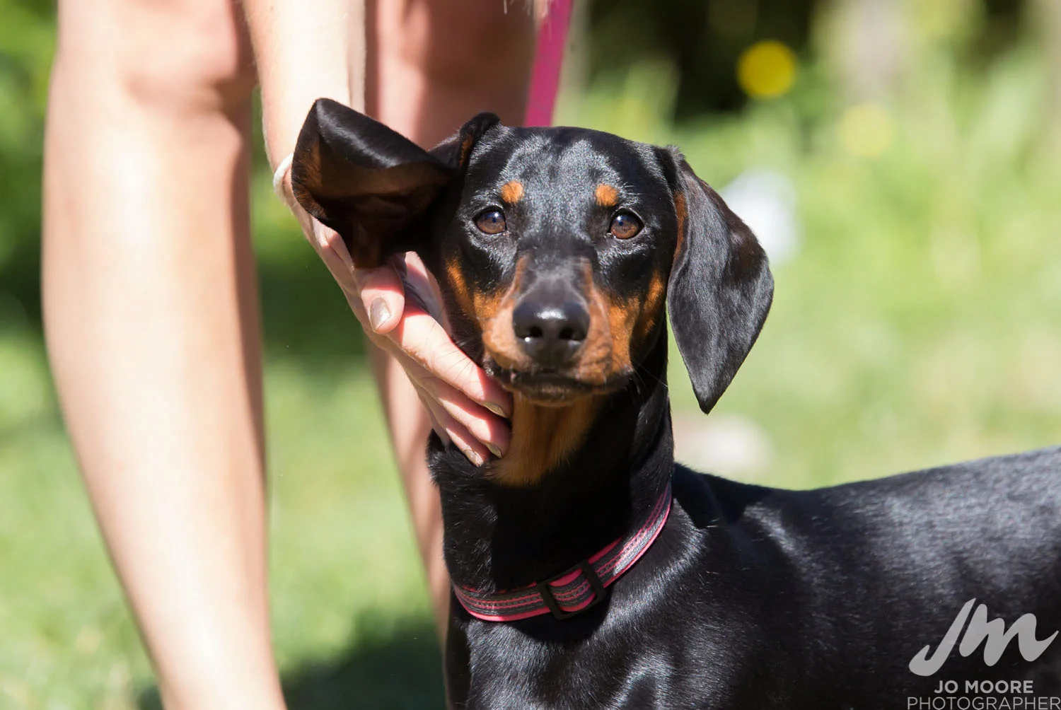 Dachshund-20.jpg