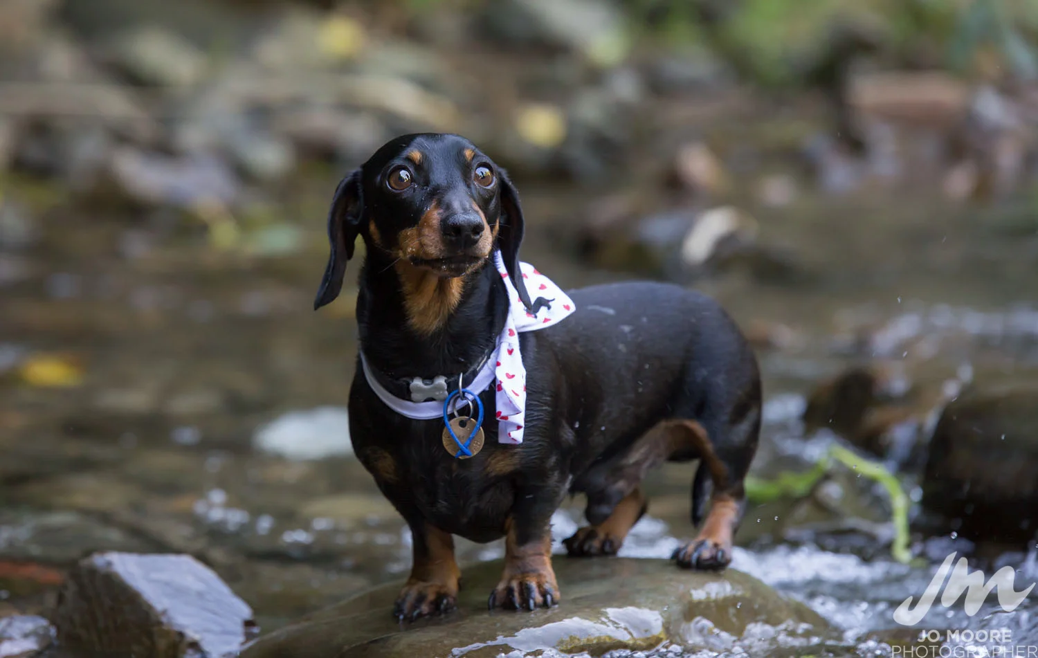 Dachshund-23.jpg