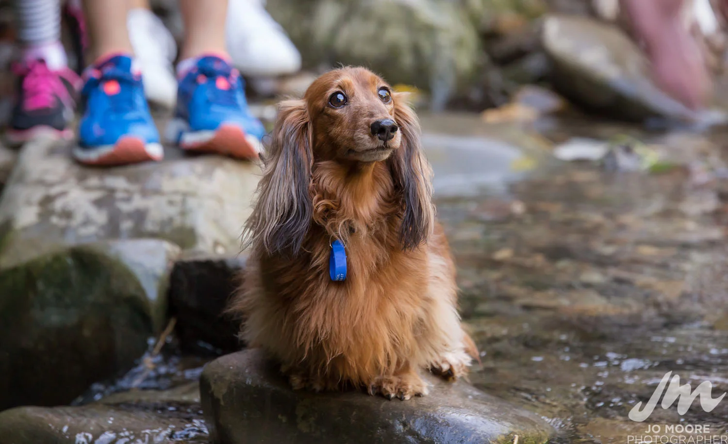 Dachshund-26.jpg