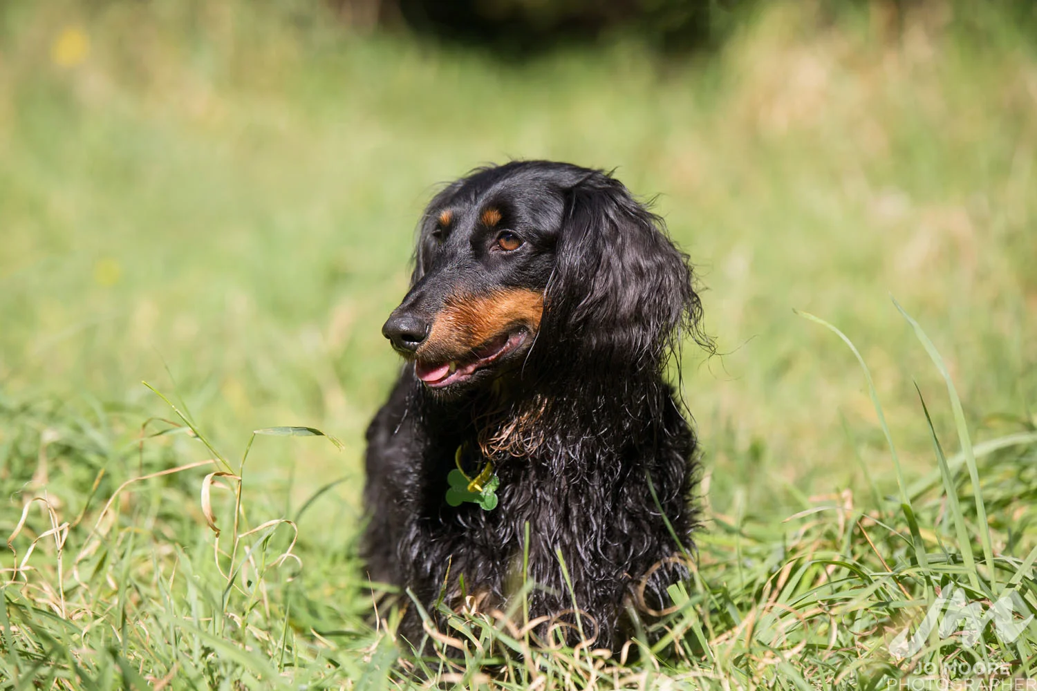 Dachshund-34.jpg