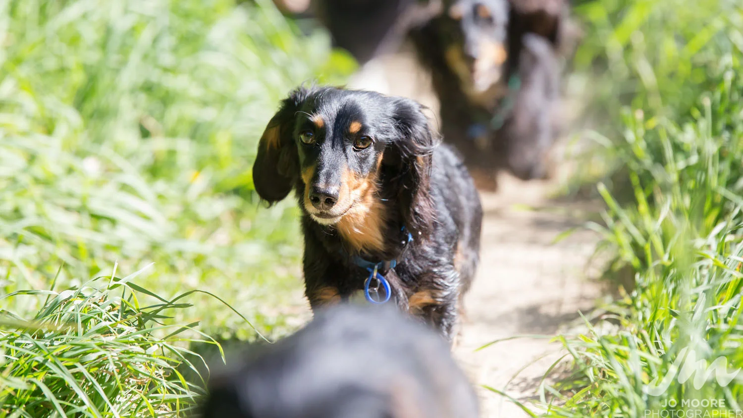 Dachshund-37.jpg
