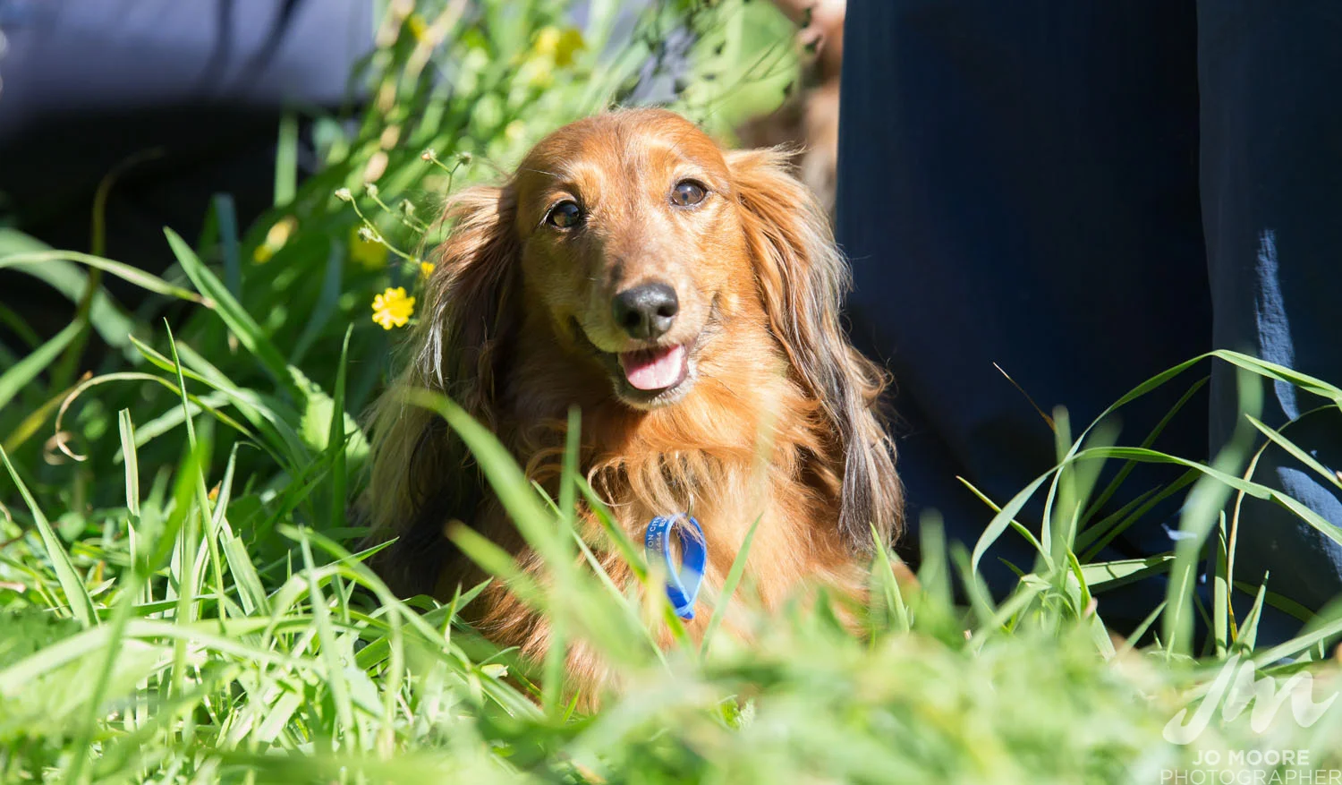 Dachshund-36.jpg