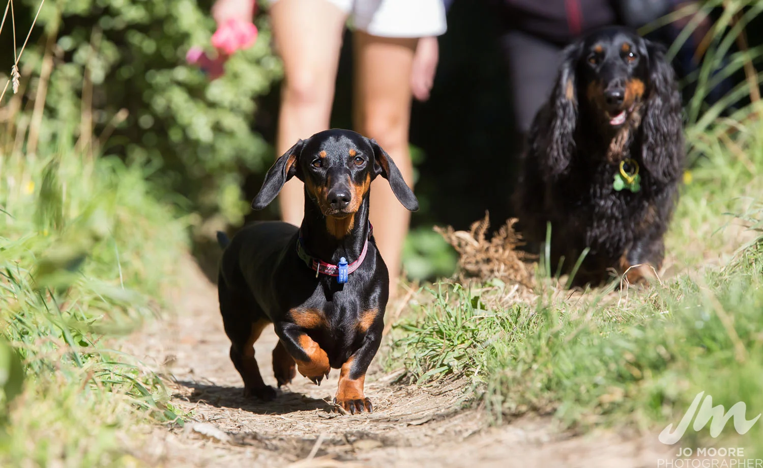 Dachshund-40.jpg