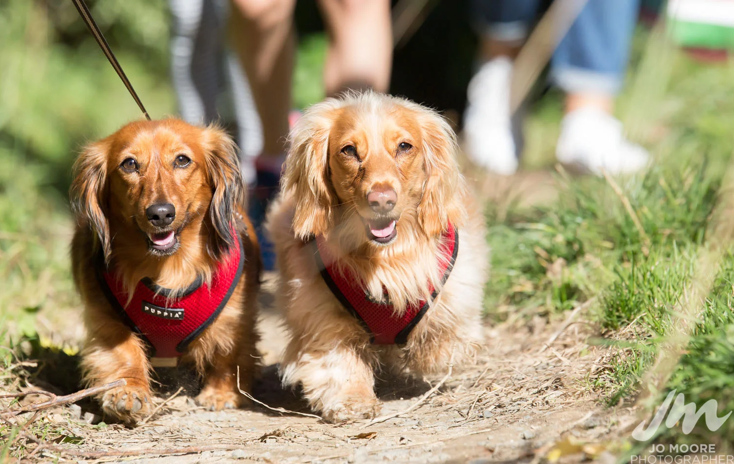 Dachshund-46.jpg