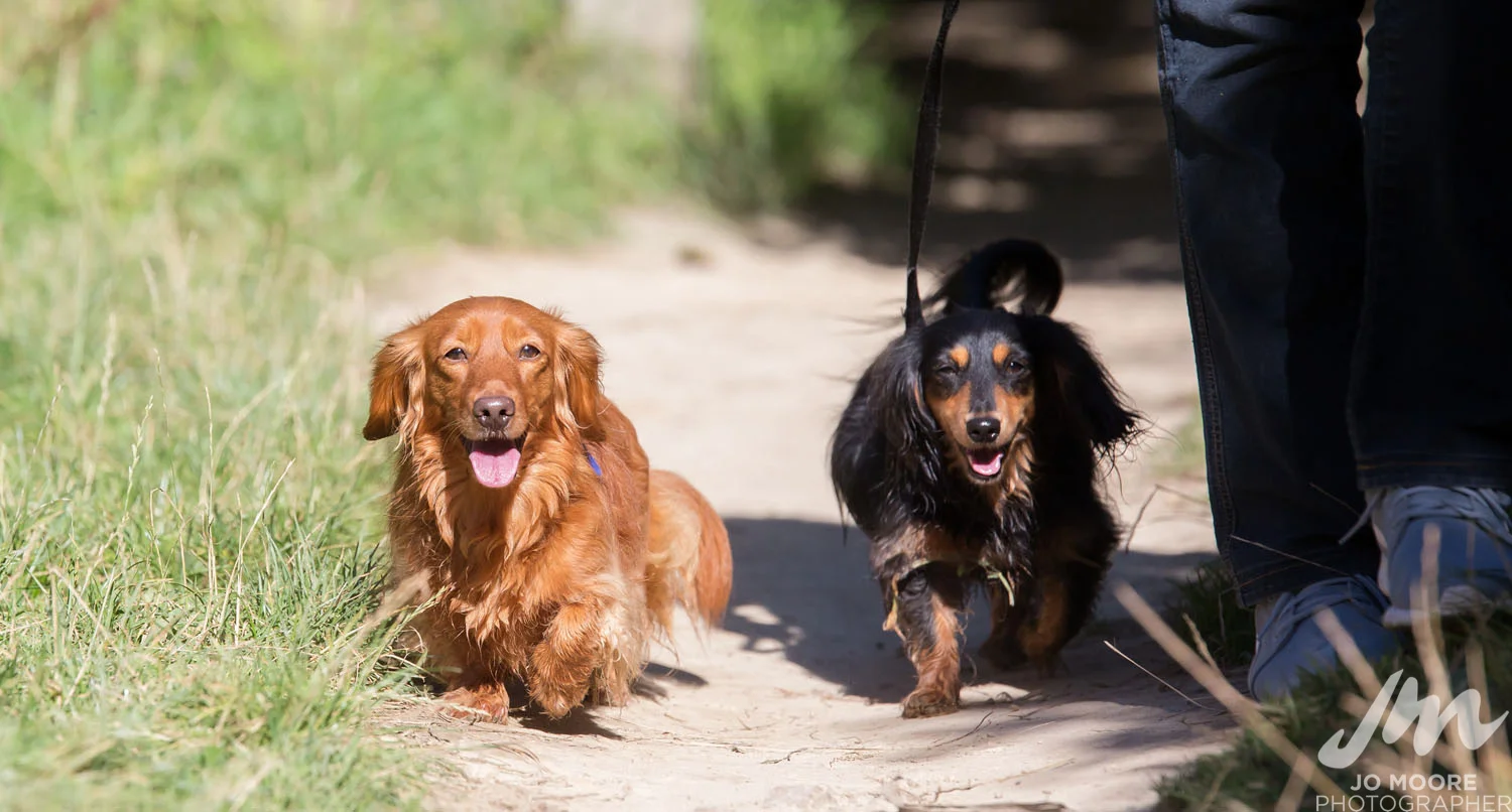 Dachshund-53.jpg