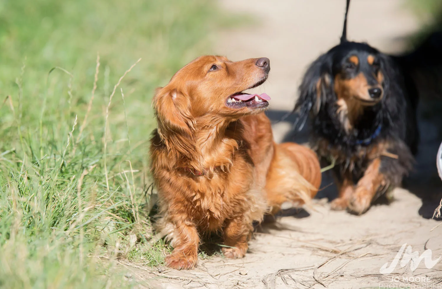 Dachshund-54.jpg