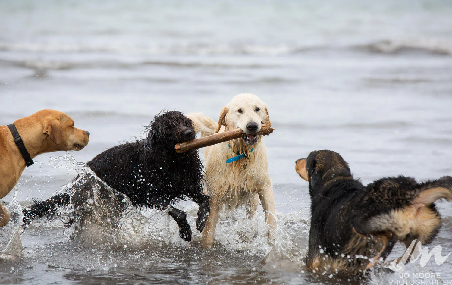 DLOP Petone-15.jpg