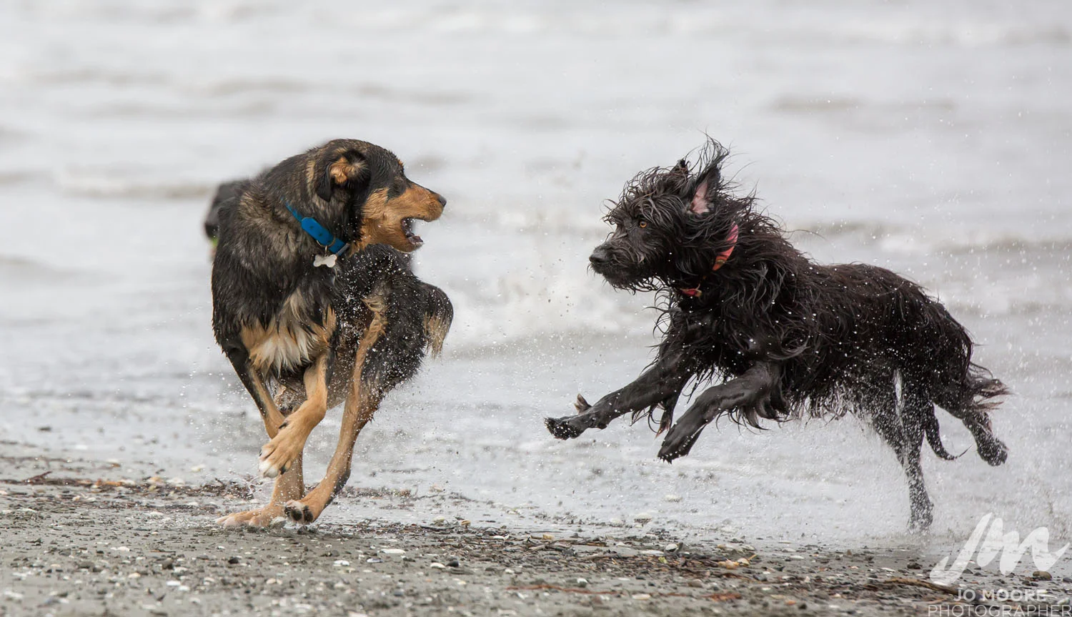 DLOP Petone-31.jpg