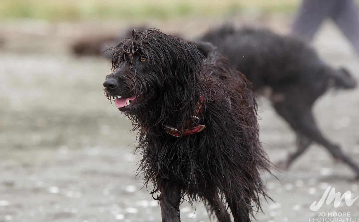 DLOP Petone-50.jpg