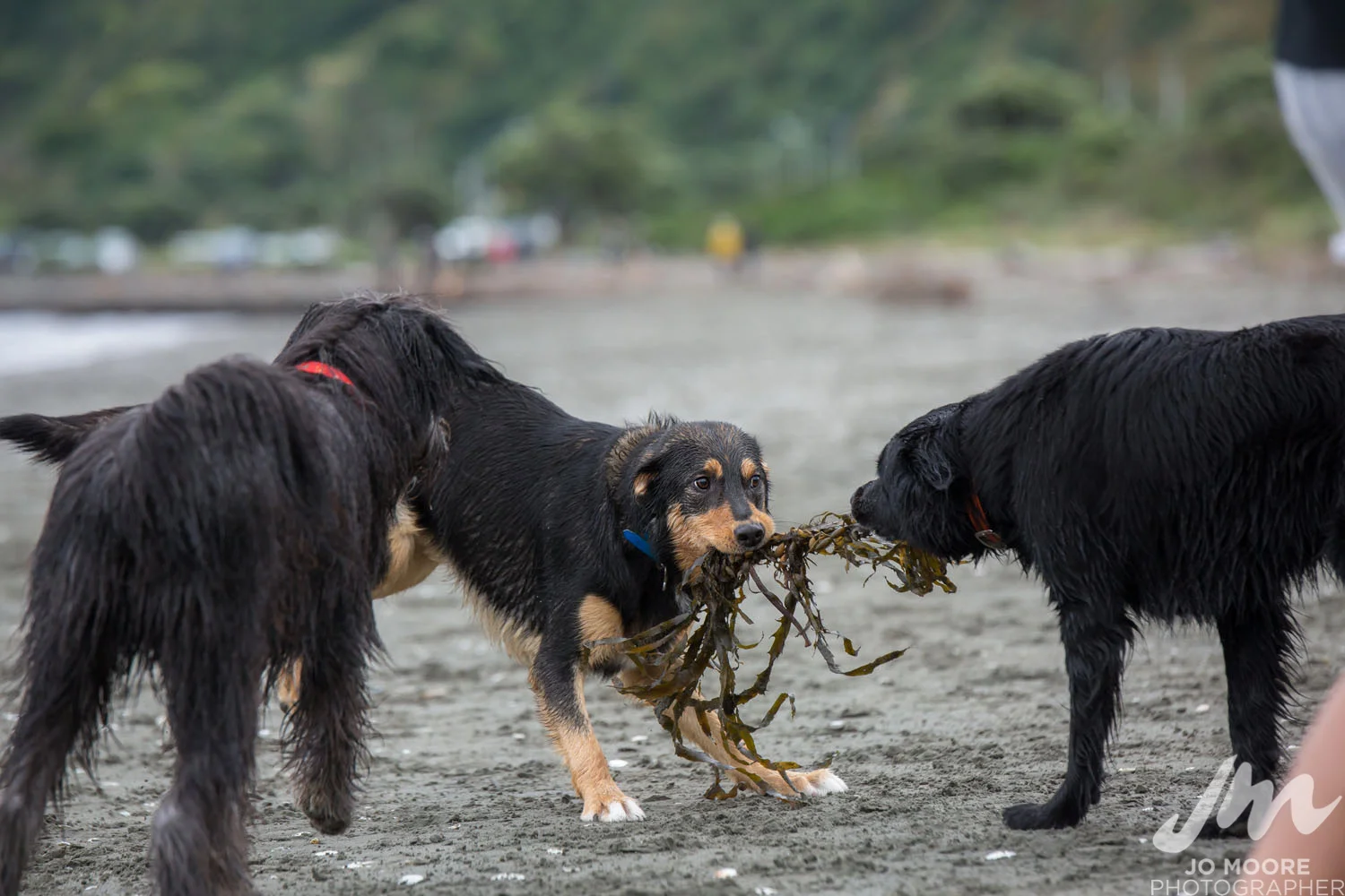 DLOP Petone-56.jpg