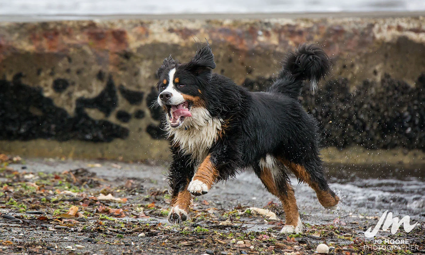 Porirua Dog Lovers-2.jpg