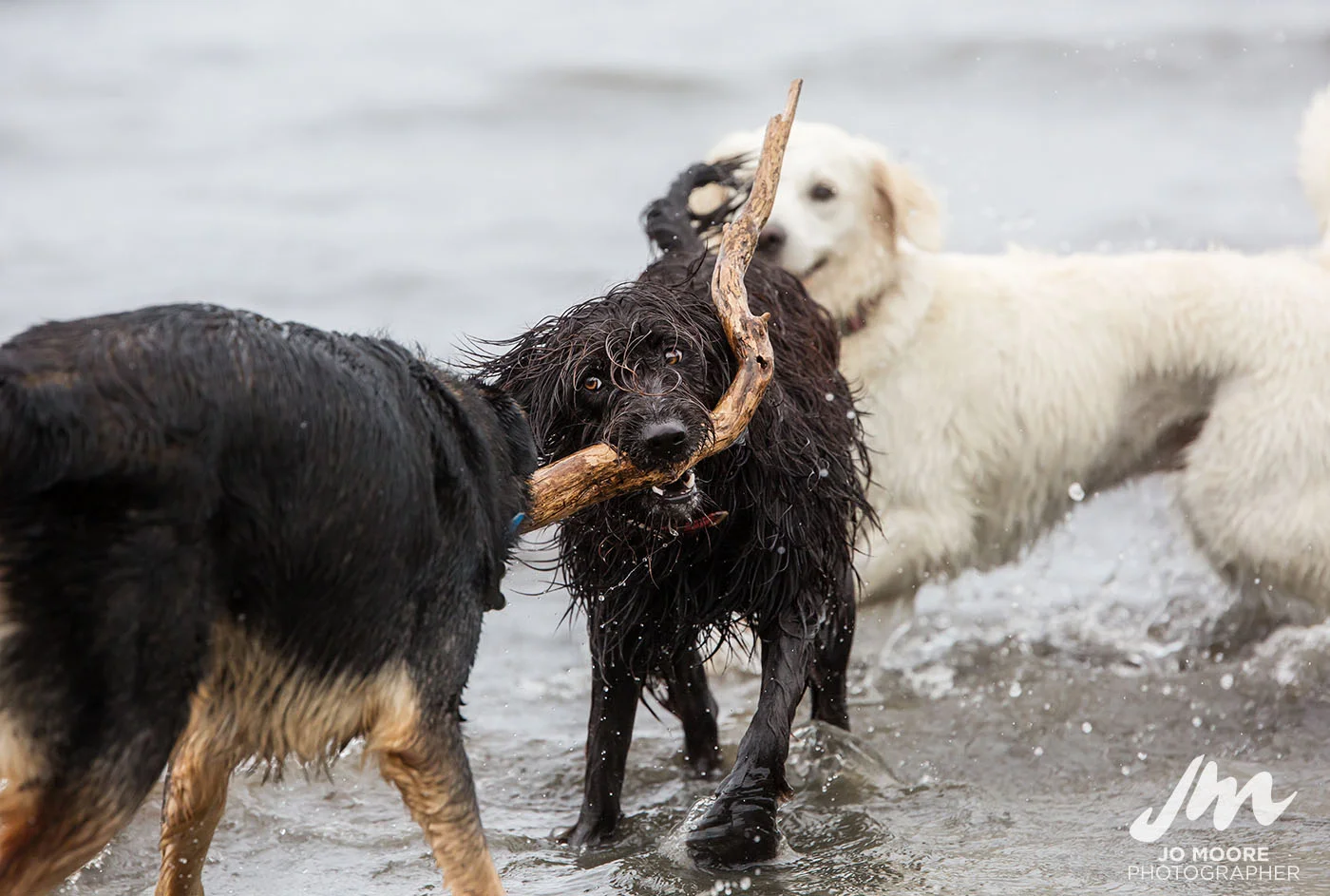 Porirua Dog Lovers-3.jpg