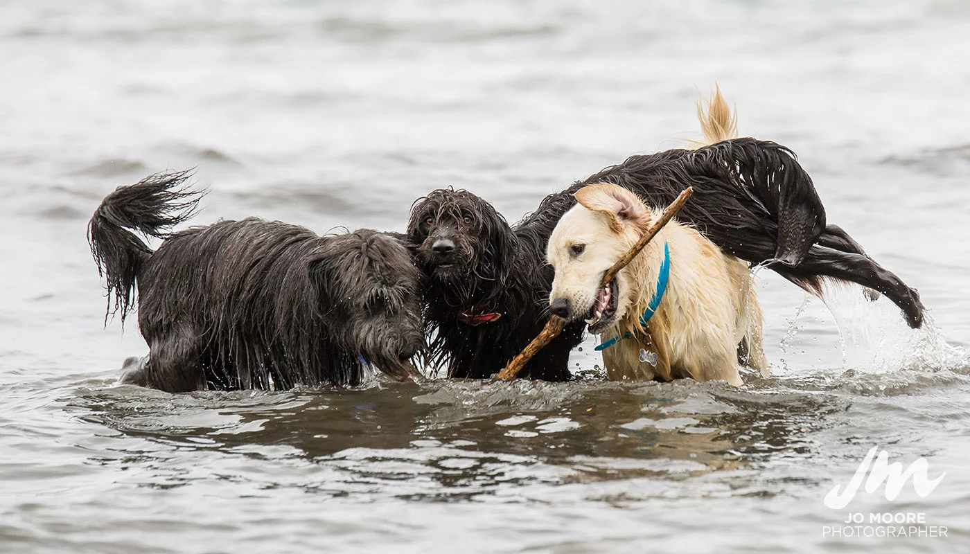 Porirua Dog Lovers-5.jpg