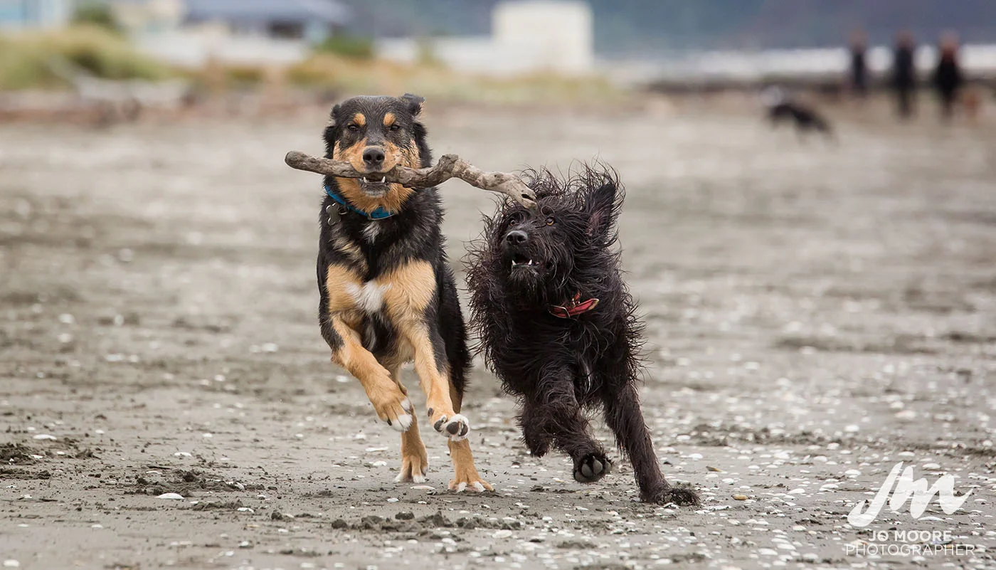 Porirua Dog Lovers-4.jpg