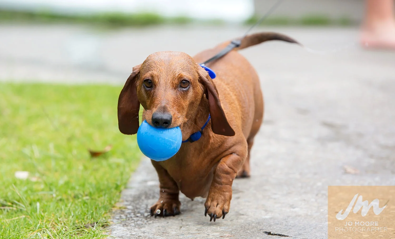 Dogs and Togs-2.jpg