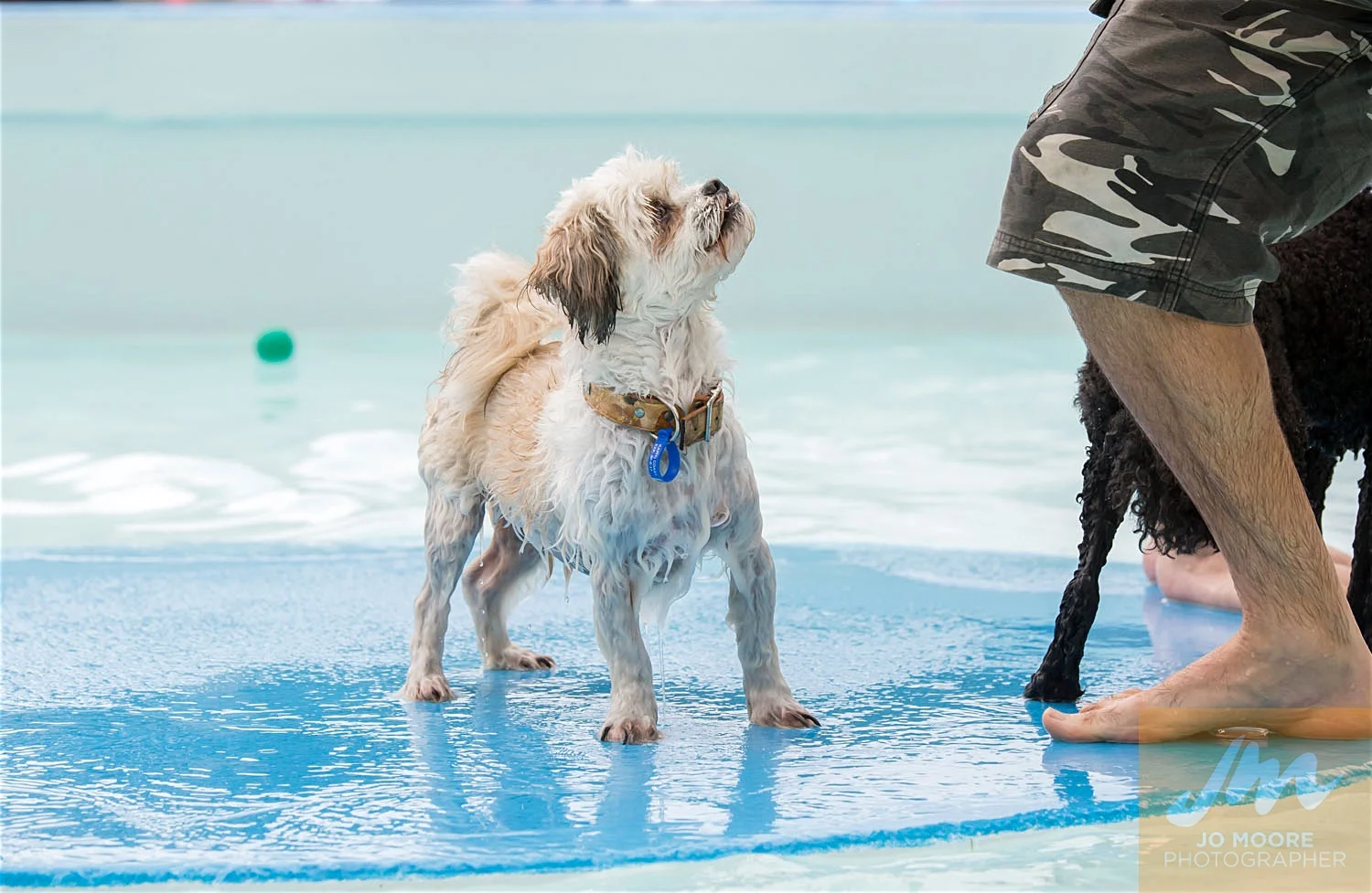Dogs and Togs-9.jpg