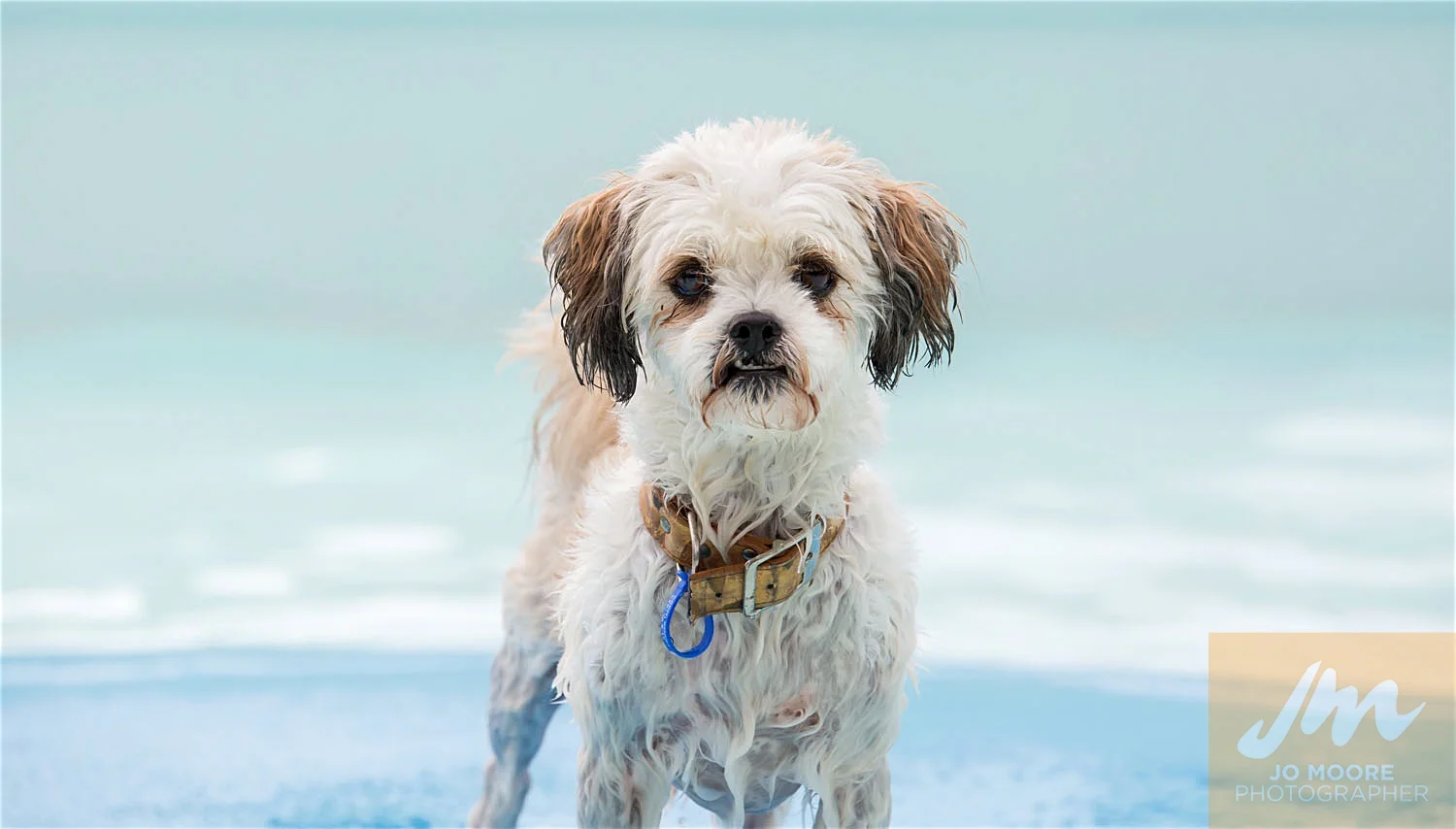 Dogs and Togs-10.jpg