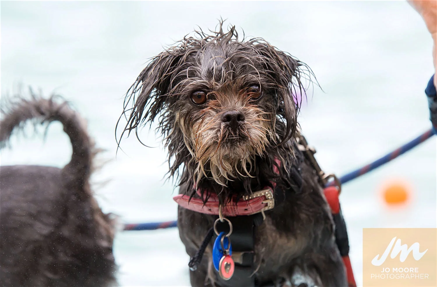 Dogs and Togs-27.jpg