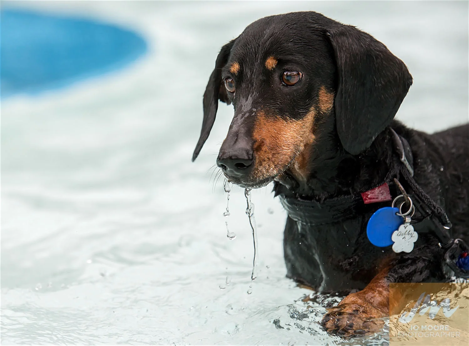 Dogs and Togs-35.jpg