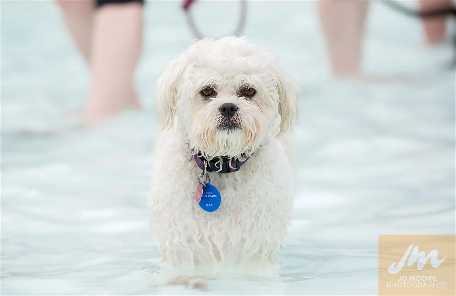 Dogs and Togs-42.jpg