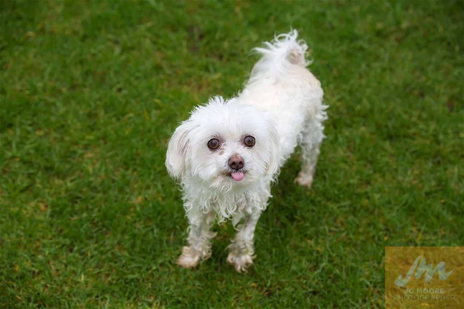 Dogs and Togs-45.jpg
