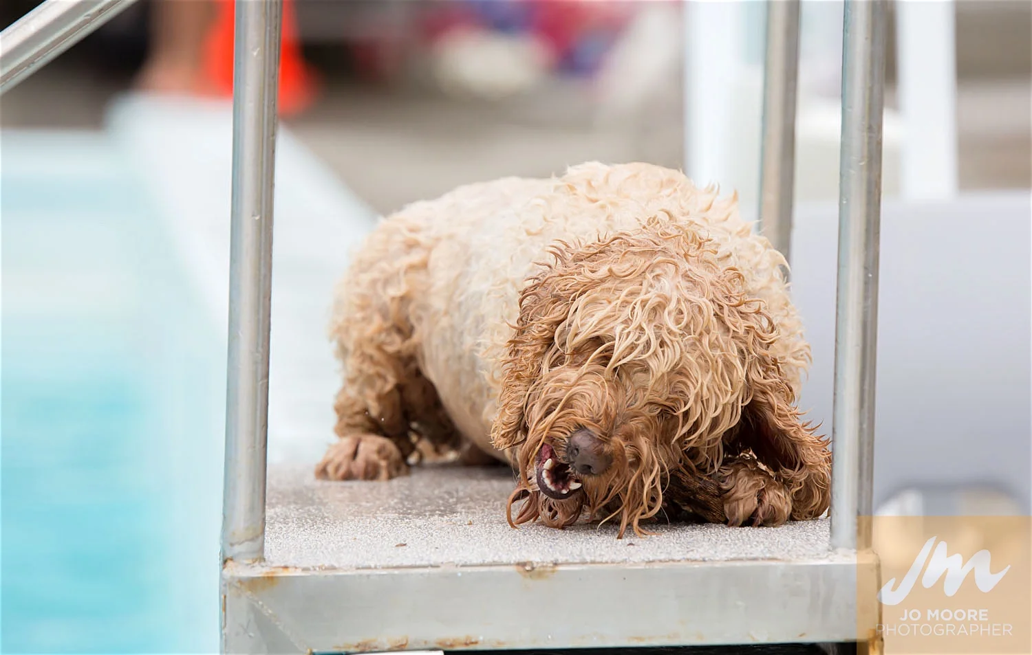 Dogs and Togs-50.jpg