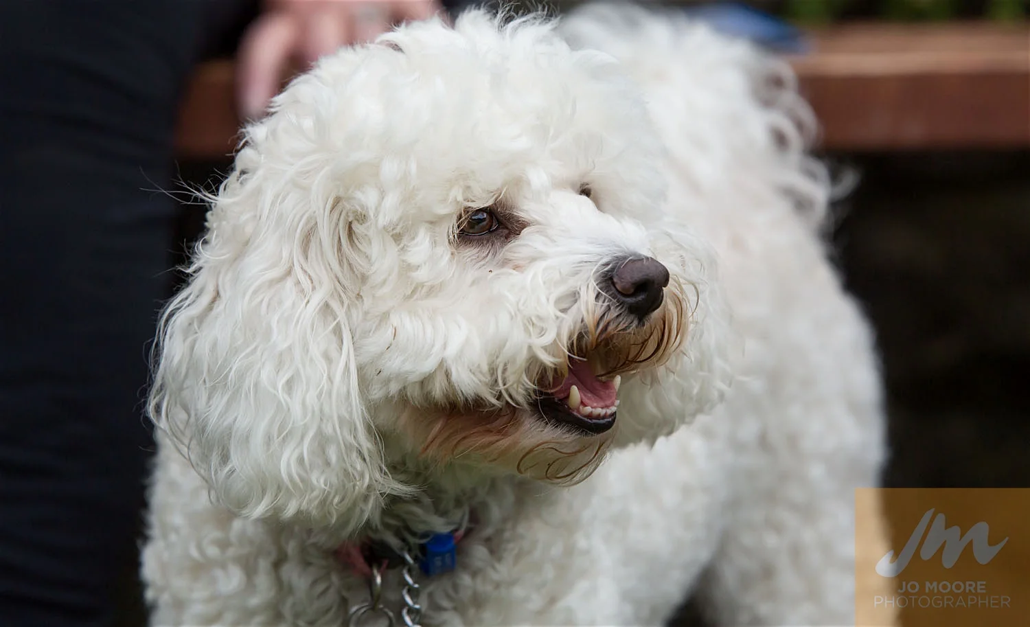 Dogs and Togs-53.jpg