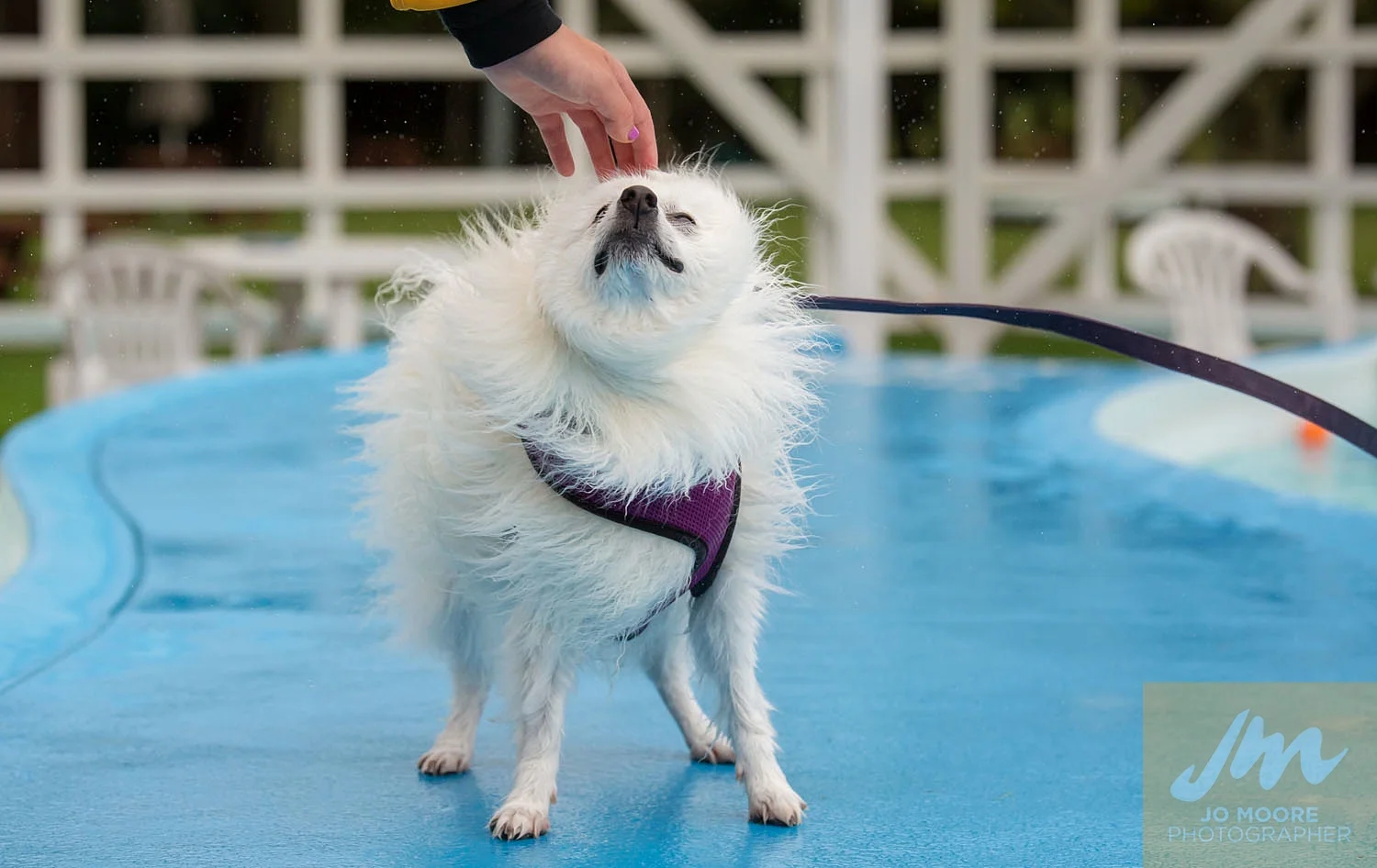 Dogs and Togs-67.jpg