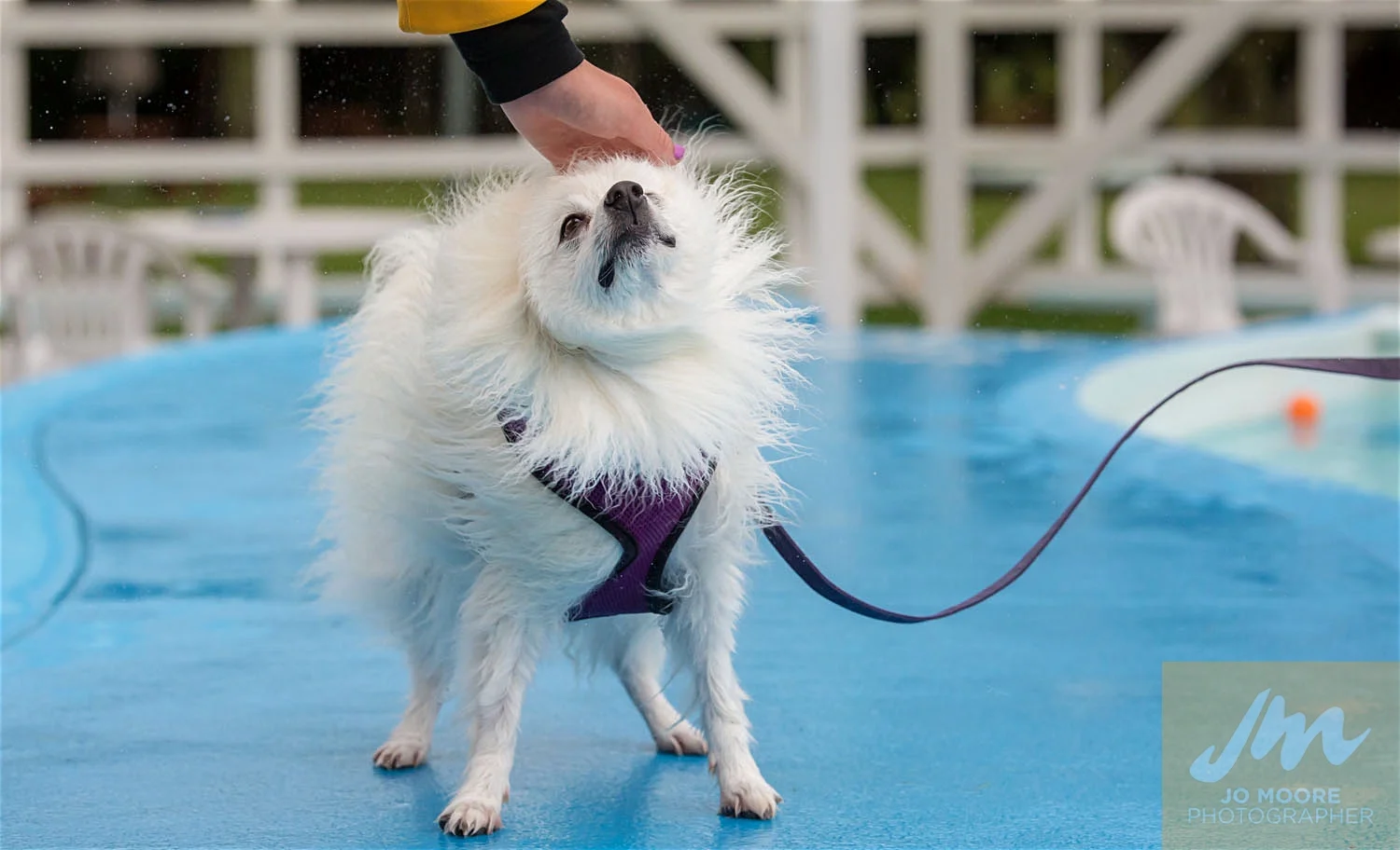 Dogs and Togs-68.jpg