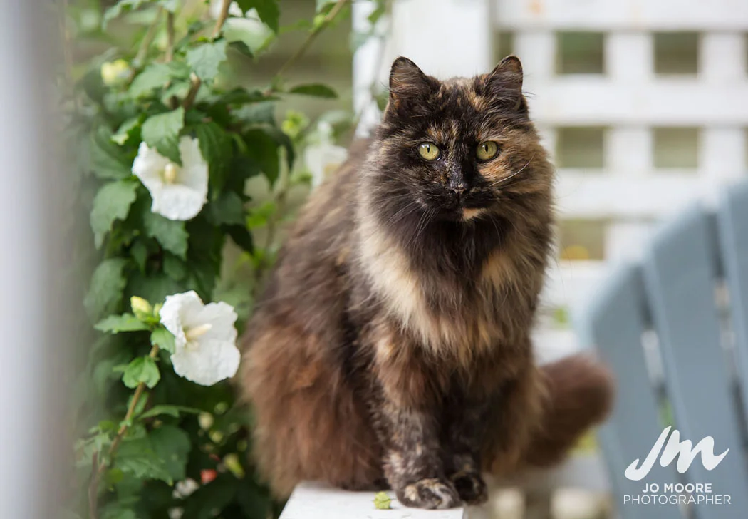 Gizmo-14.jpg