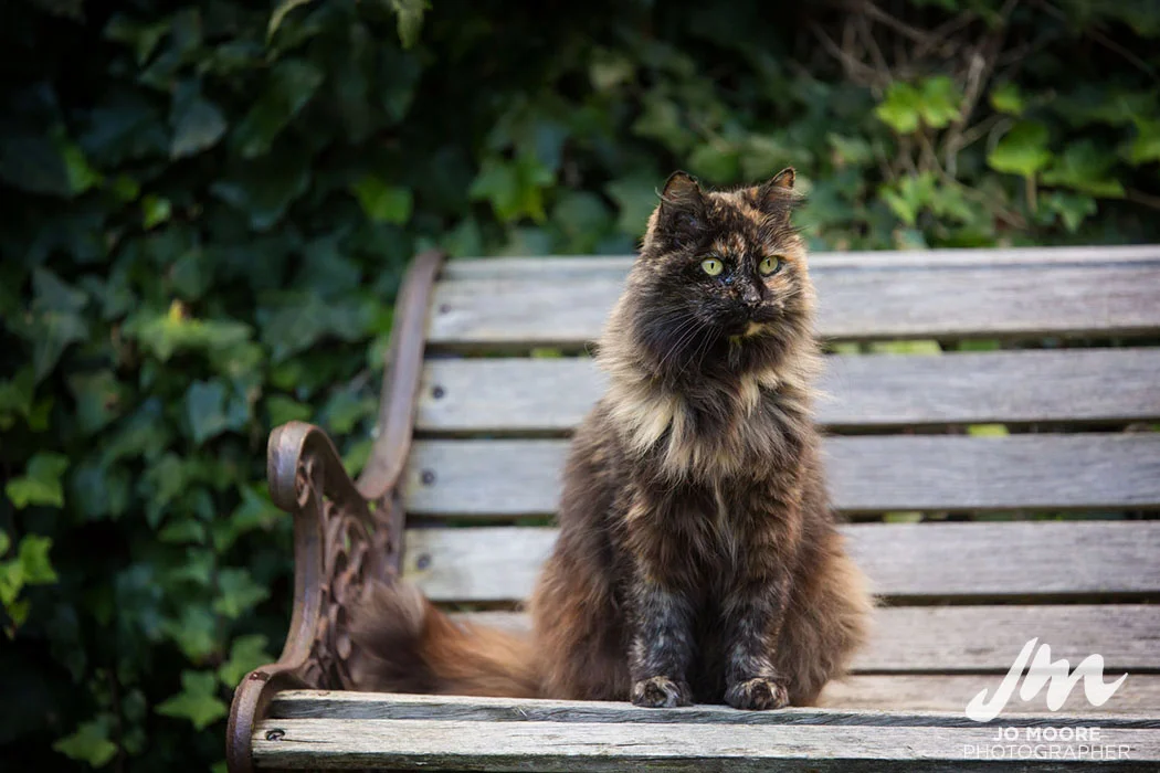 Gizmo-24.jpg