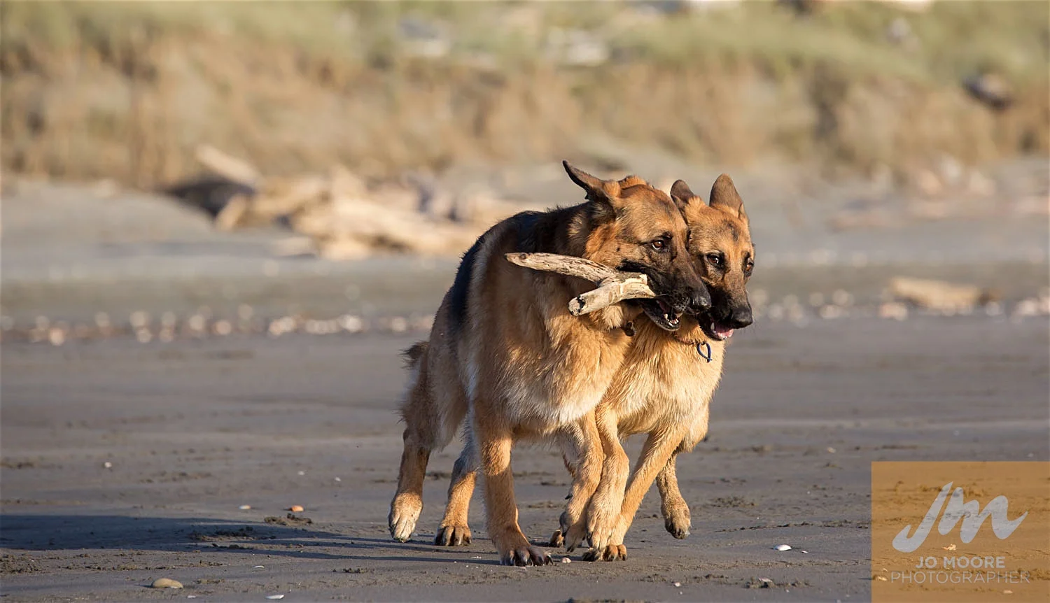 Dyson and Taz-72.jpg