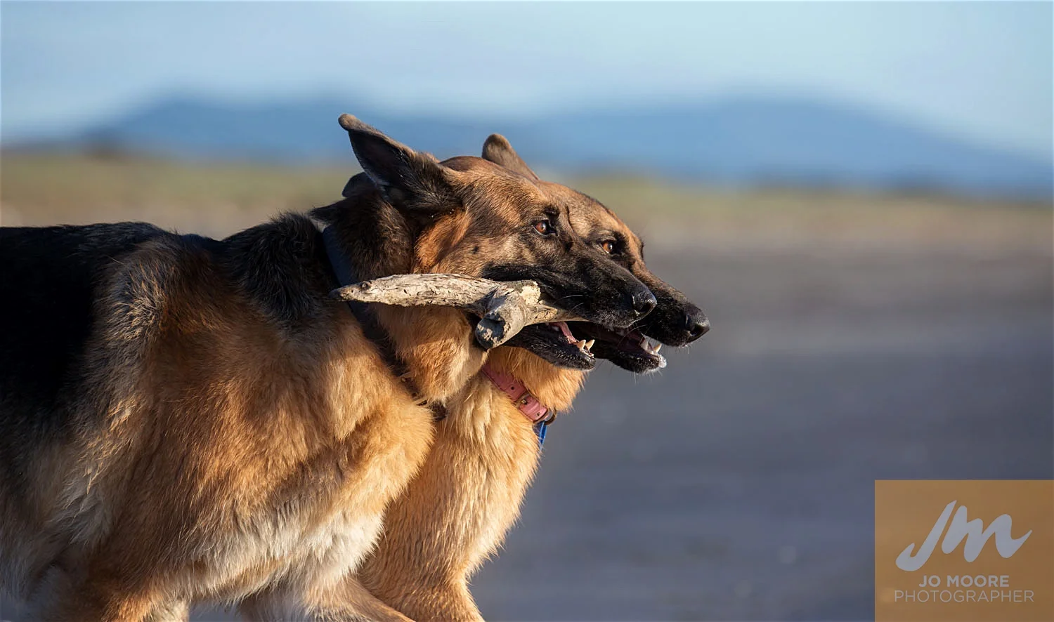 Dyson and Taz-77.jpg