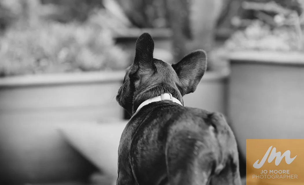 Lola-19.jpg