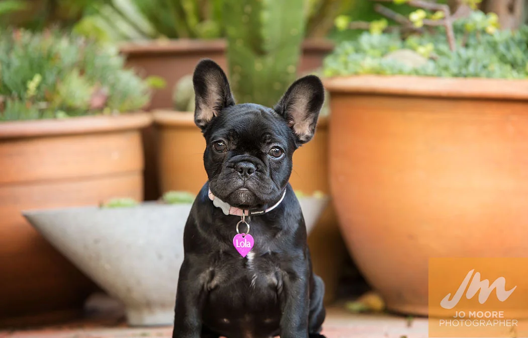 Lola-20.jpg