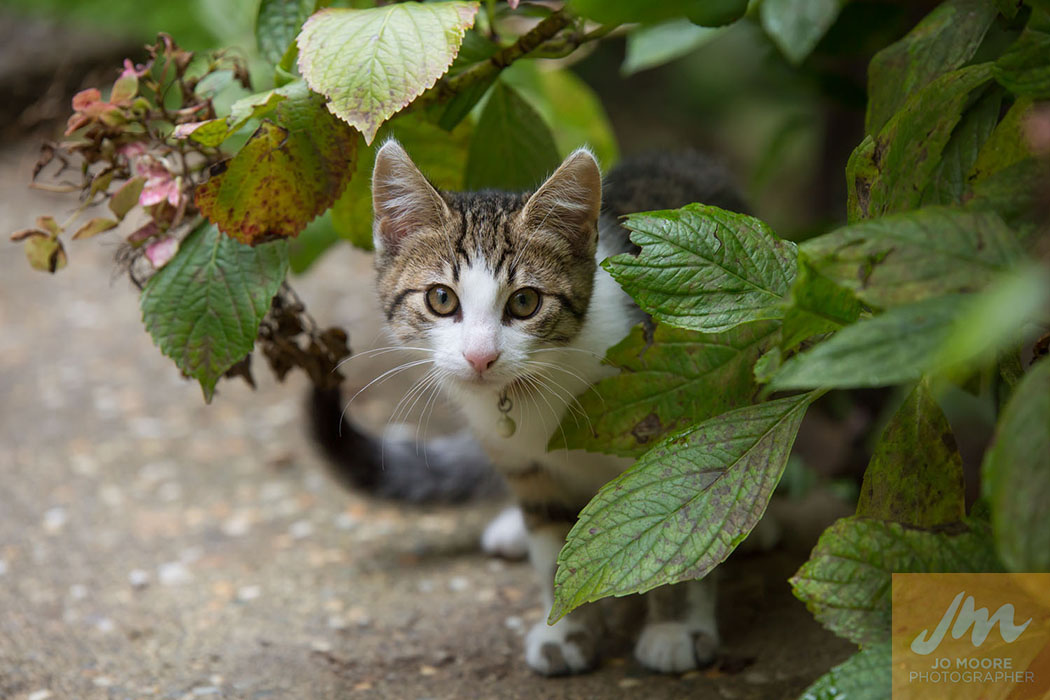 Kelly Cats-4.jpg
