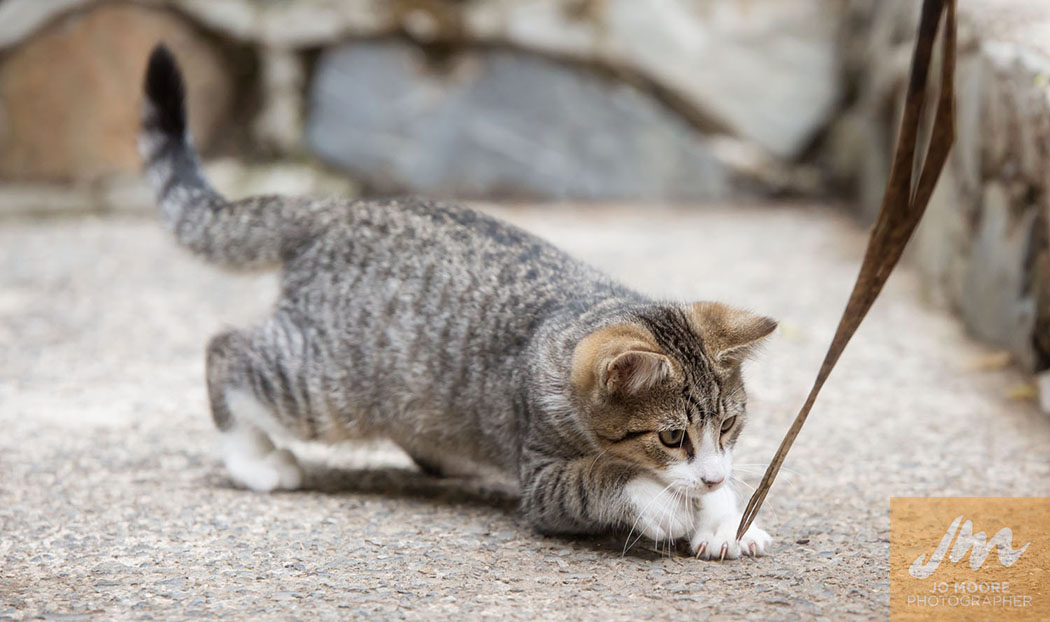 Kelly Cats-29.jpg
