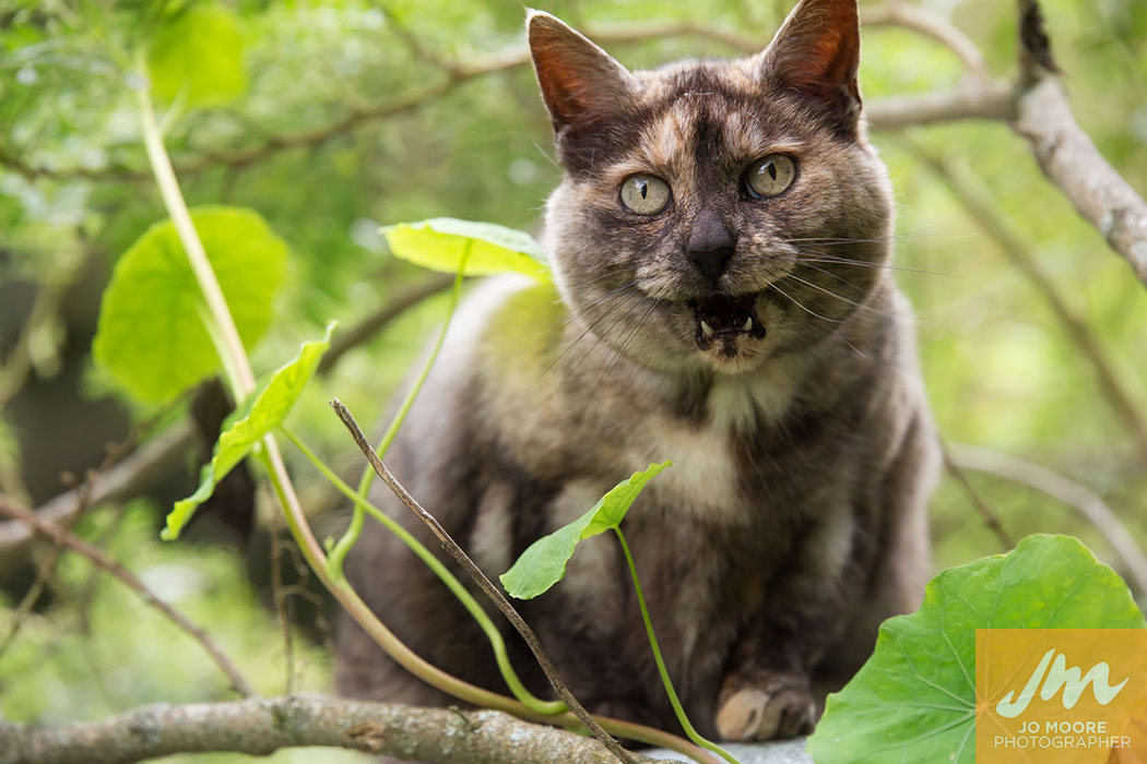Kelly Cats-42.jpg