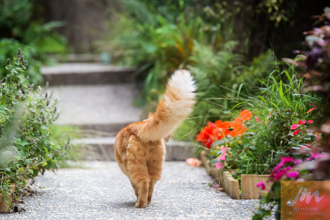 Kelly Cats-47.jpg