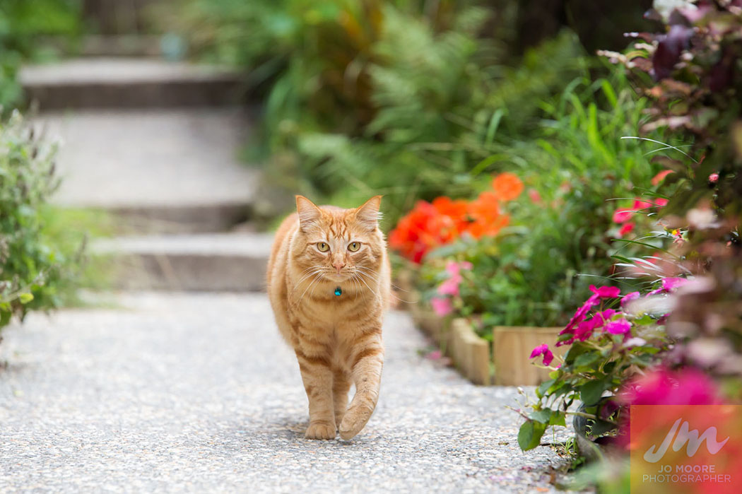 Kelly Cats-49.jpg