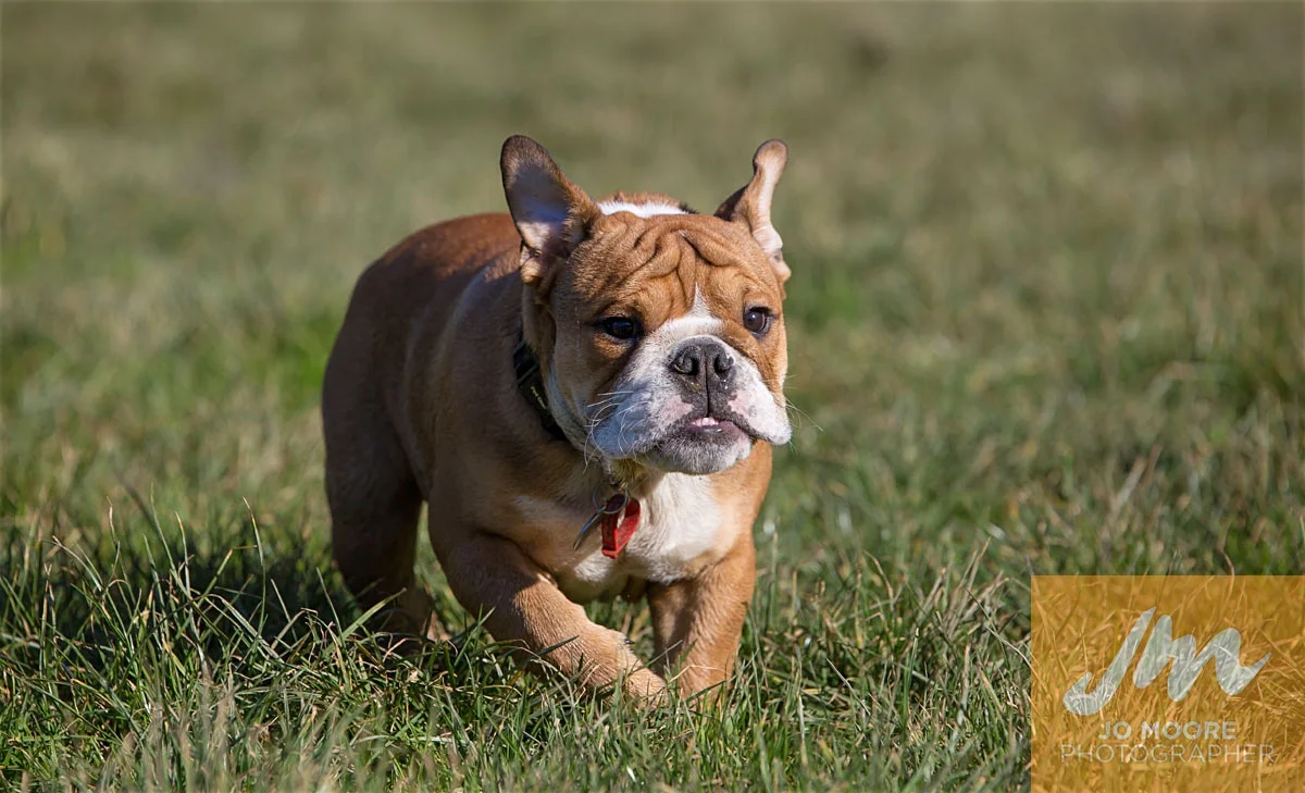 Bulldogs-24.jpg