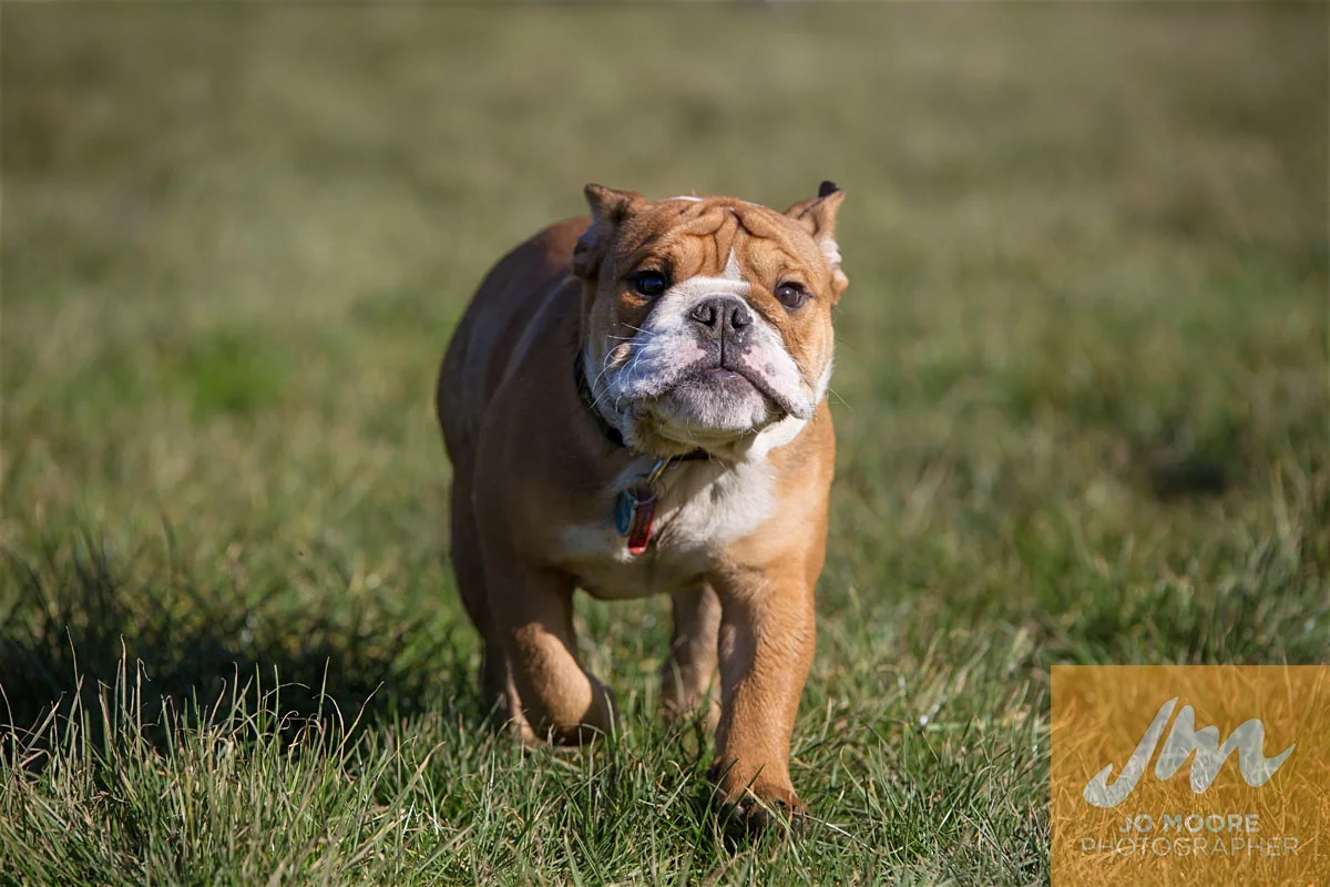 Bulldogs-25.jpg