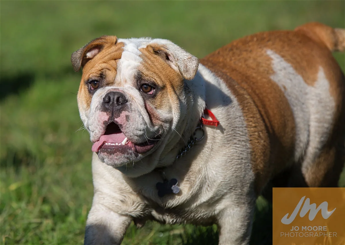 Bulldogs-30.jpg
