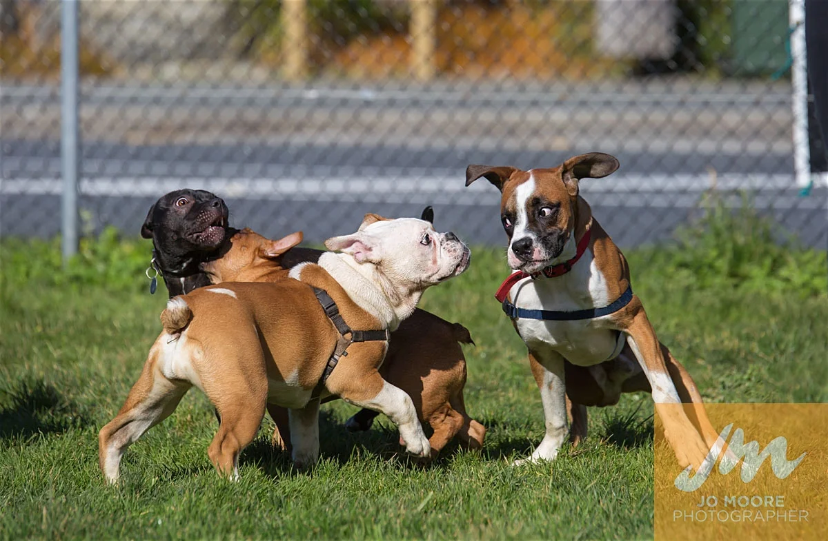 Bulldogs-35.jpg