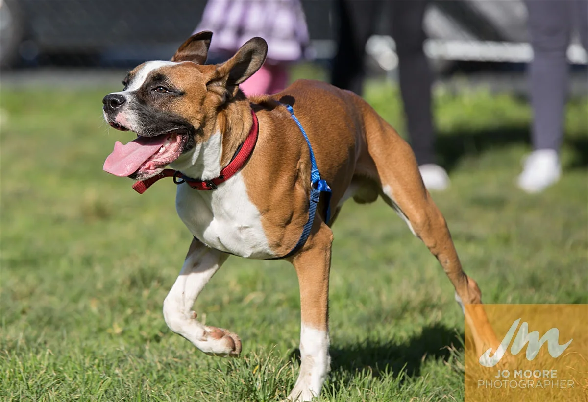 Bulldogs-36.jpg