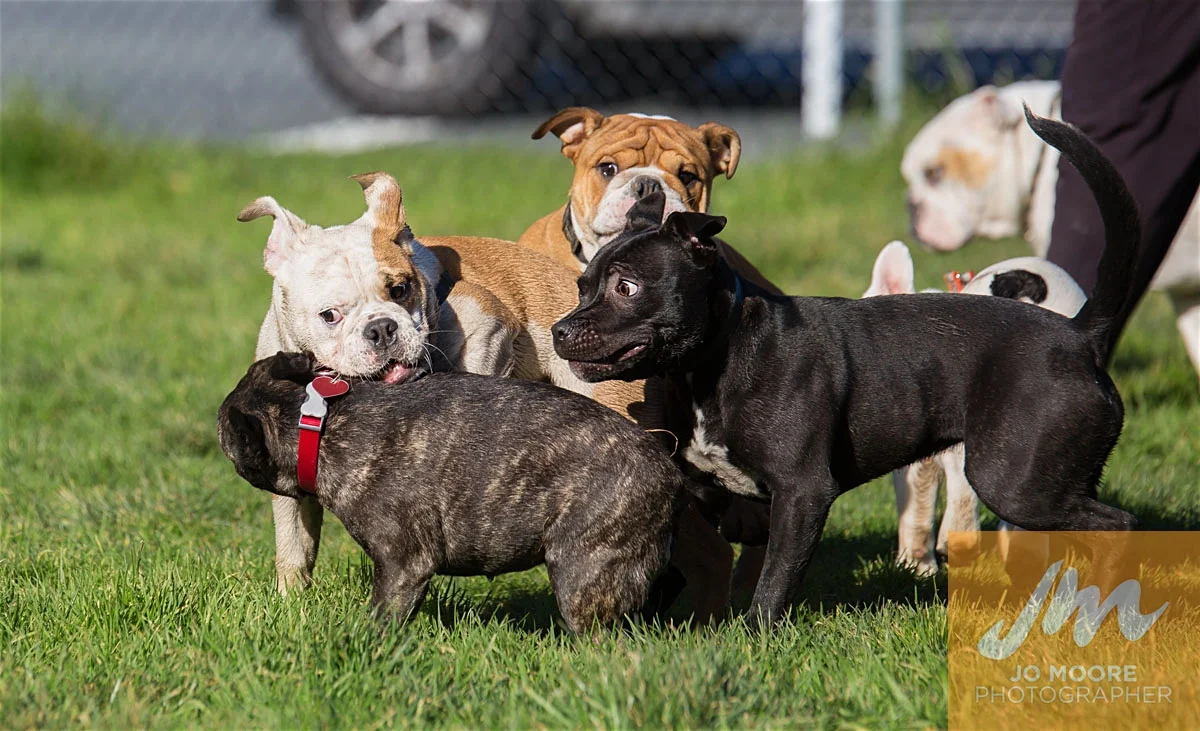 Bulldogs-43.jpg