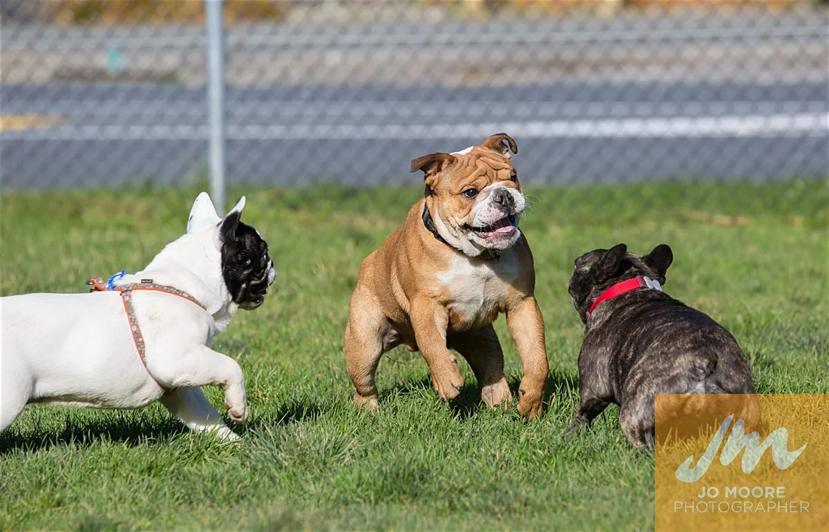 Bulldogs-47.jpg