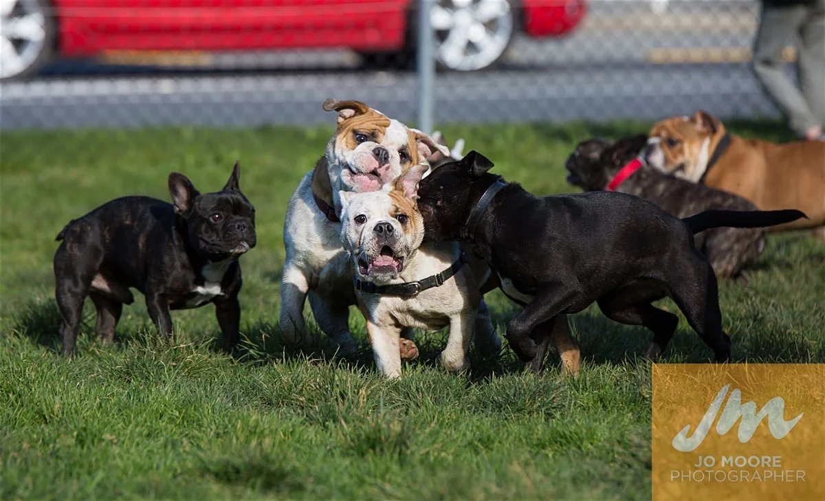 Bulldogs-49.jpg